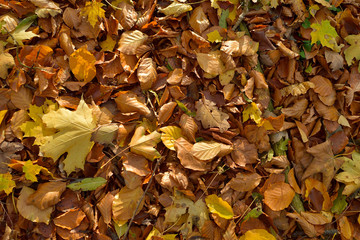 Fall of leaves on the ground in the woods