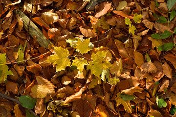 Fall of leaves on the ground in the woods