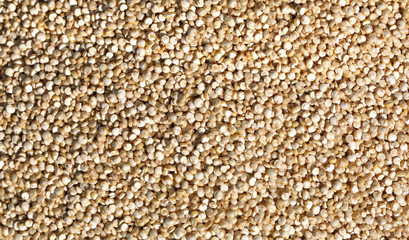 quinoa seeds after harvest