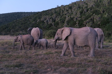 Elefant auf Straße in Afrika