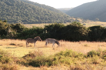 Zebra in Afrika