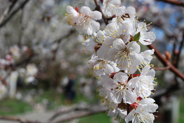 flowers in spring