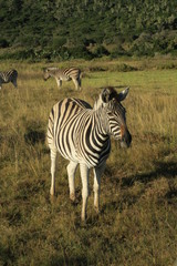 Fototapeta na wymiar Zebra in Afrika