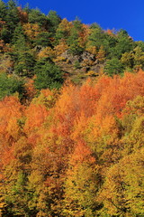 autumn in the forest