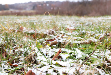 Field in winter time with green grass sprinkled with white snow. It was cold weather. Growing winter crops on the farm. Agricultural land. Season change on the soil surface. Frozen water in the air.