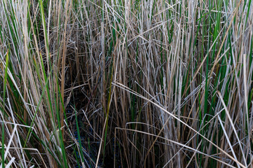 Western Marsh Harrier (Circus aeruginosus)