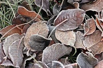 Herbstlaub mit Raureif