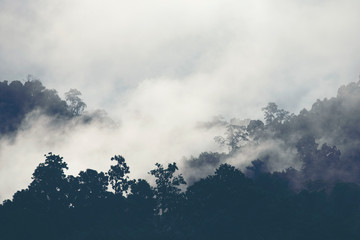 nature landscape view, mountain forest concept