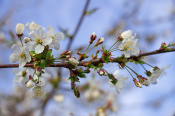 Close-up of a blossoming branch of a cherry tree against a blue sky