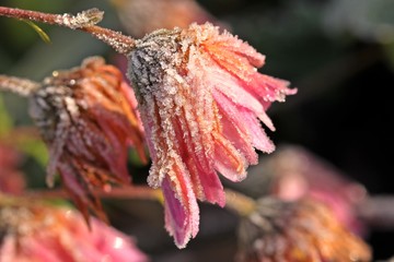 Verblühte Herbst-Chrysantheme (Chrysanthemum indicum) mit Raureif