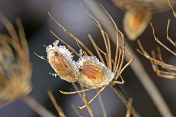 Samenstand des Wiesen-Bärenklaus (Heracleum sphondylium) mit Raureif
