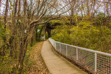Fototapeta premium Path In Forrest 