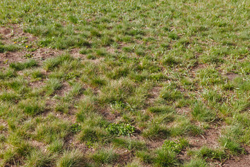 Green grass with layers of earth spring background