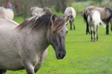 a konik horse closeup portrait in the meadow