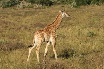 Naklejka na ściany i meble Giraffe mit Kind/Baby in Afrika