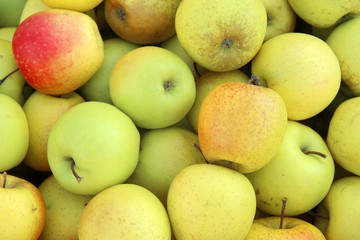 fresh apples on the market