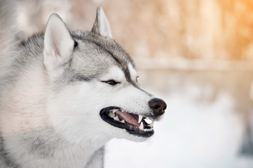 Grinning gray dog showing teeth closeup side portrait winter outdoor blur background