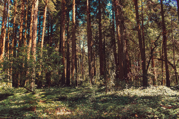 Beautiful brown colored woodland,  Sintra, Portugal