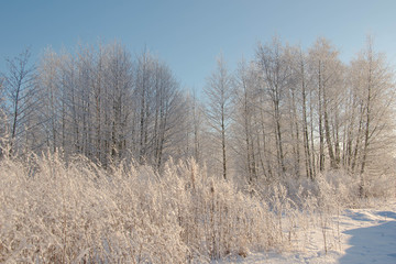 Snowy roads and trees in extremely cold winter morning