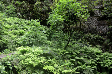 Near Caldeirao Verde