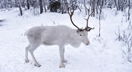 Renne blanc au nord de la Laponie finlandaise 