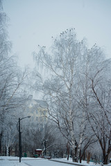 A flock of birds against the sky and bare tree branches.