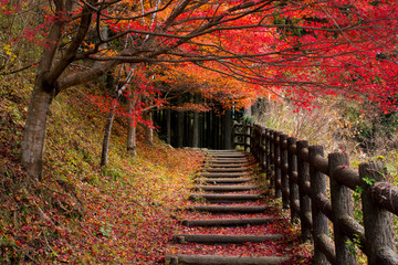 秋の熊野古道