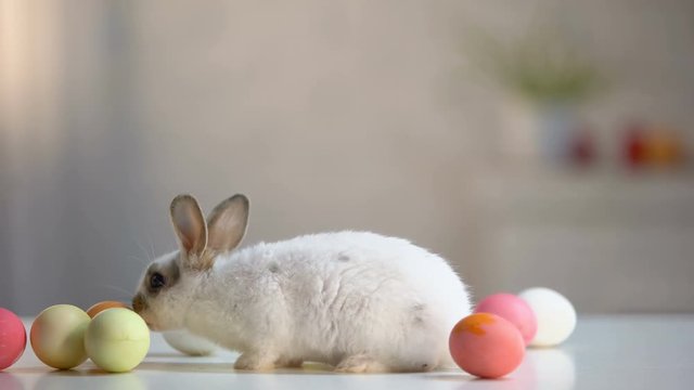 White fluffy rabbit playing with colored eggs on table, spring holiday symbol
