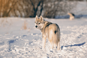 Siberian husky dog puppy gray and white standing looking back in winter meadow toned image