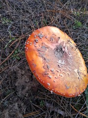 mushroom in forest