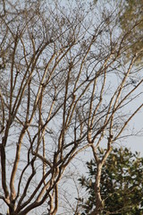 Trees