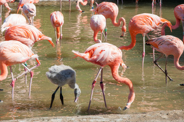 group of flamingos