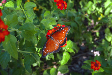 Queen butterfly on a lantana flower in Arizona