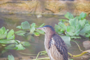 Bird in the water