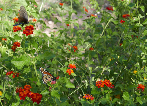 Monarch (Danaus plexippus) and other butterflies on a lantana bush in Arizona