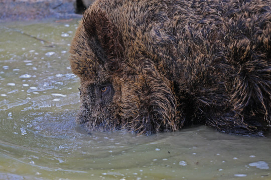 Wildschwein im Wasser Suhle