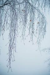 Natural background: the branches of the trees covered frost, close-up
