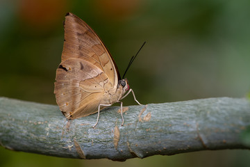 Obraz premium Brauner Apollo