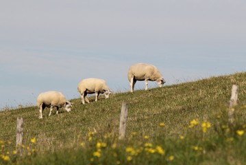 group whtie sheep grazing at the dyke with a blue sky in the background
