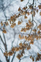 Natural background: the branches of the trees covered frost, close-up