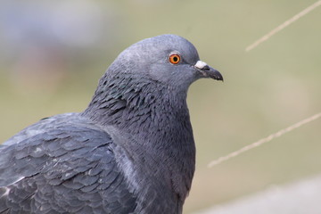 Close up of pigoens