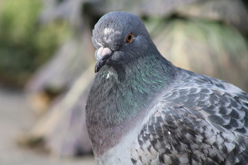 Close up of pigoens