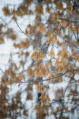 Natural background: the branches of the trees covered frost, close-up