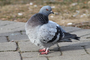 Close up of pigoens