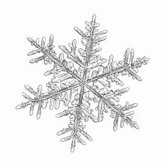 Snowflake isolated on white background. Vector illustration based on macro photo of real snow crystal: complex stellar dendrite with fine hexagonal symmetry, elegant arms and glossy, relief surface.