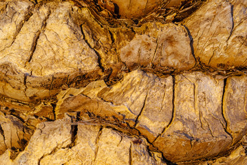 background, texture - trunk, bark of date palm  with remnants of old branches