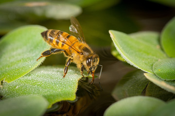 Honey bee sucking up water from edge of floating leaf