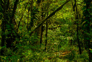 Obraz premium background - subtropical forest, yew-boxwood grove with mossy tree trunks