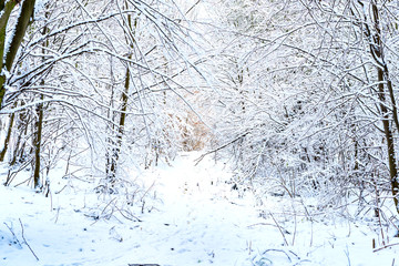 The trees near the river are covered with white snow