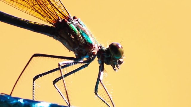 Lib&eacute;lula verde